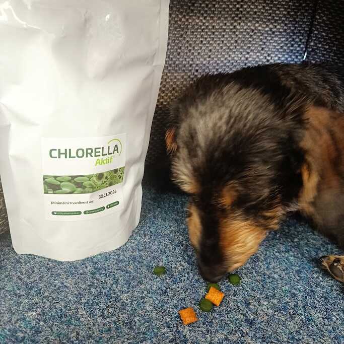 Chlorella pro psy