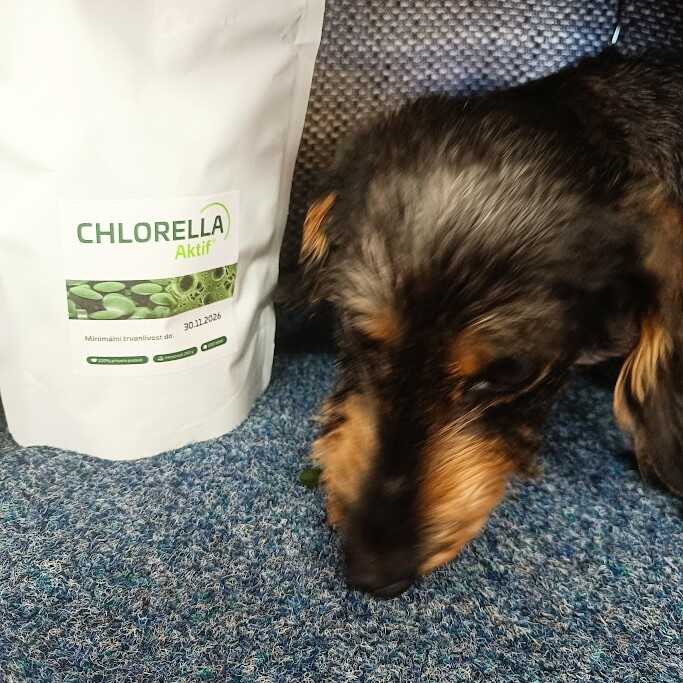 Chlorella pro psy
